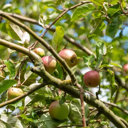 Frieda Im Historischen Gulfhof Apartamento
